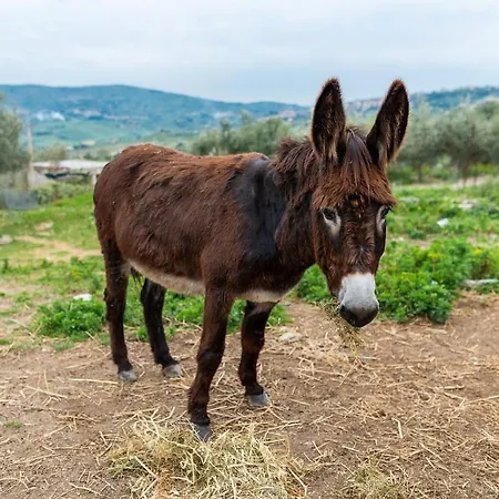 Locanda Roba Albanisi *