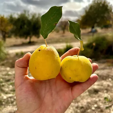 אורחן Roba Albanisi