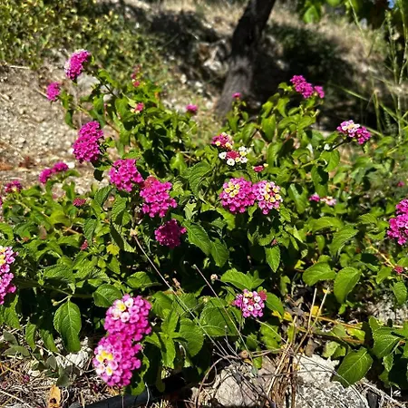 Roba Albanisi Locanda Aragona