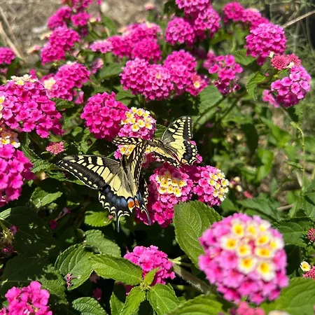 Roba Albanisi Inn Aragona