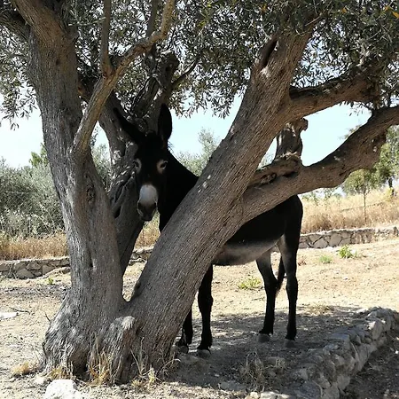 Roba Albanisi Locanda Aragona