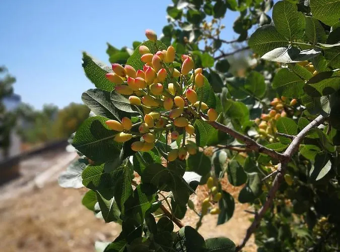 Roba Albanisi Aragona