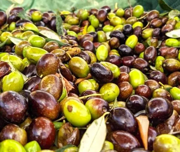 Inn Roba Albanisi Aragona