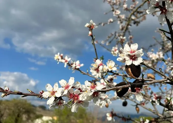 Roba Albanisi Inn Aragona