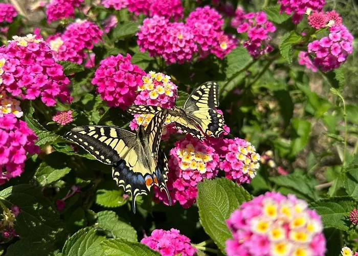 Roba Albanisi Inn Aragona