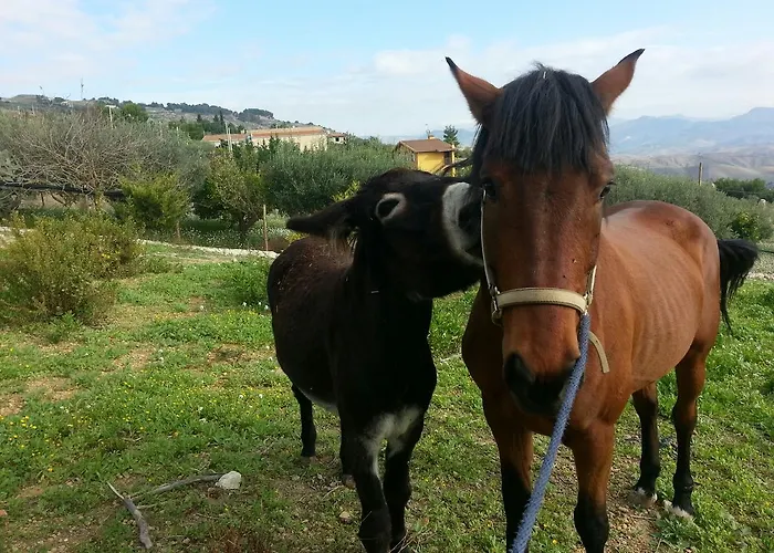 Roba Albanisi * Aragona